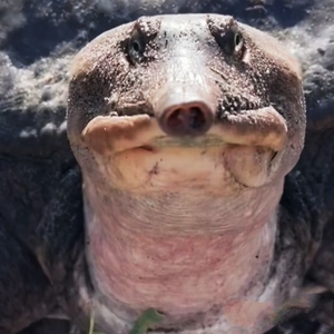 A close-up view of a Florida Softshell Turtle