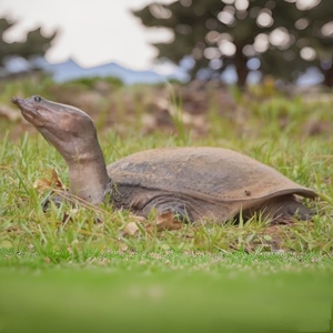 florida softshell turtle on green grass