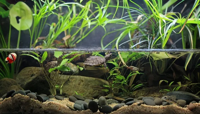A well-designed enclosure for Razor-backed Musk Turtles