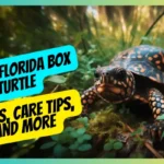 Life of Florida Box Turtle: Facts, Care Tips, and More